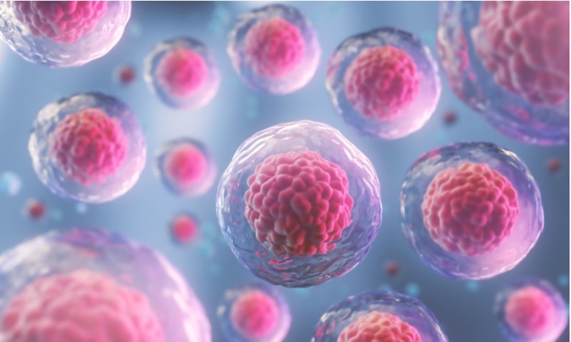 Computer illustration of red stem cells.